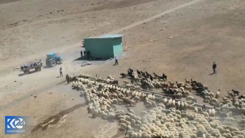 دامداران شمال کوردستان در دام خشکسالی